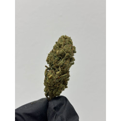 CBD Pineapple Bullet Kush | El Patrón Grow