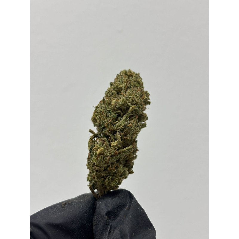CBD Pineapple Bullet Kush | El Patrón Grow