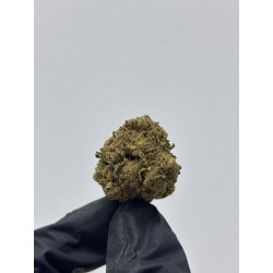 CBD Tequila | El Patrón Grow