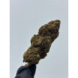 CBD Somango | El Patrón Grow