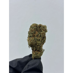 CBD Gorilla Hidropónico | El Patrón Grow