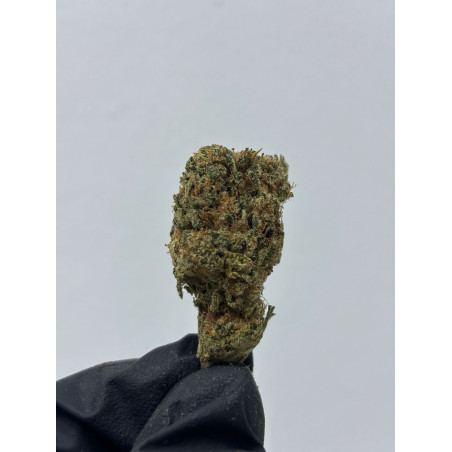 CBD Gorilla Hidropónico | El Patrón Grow