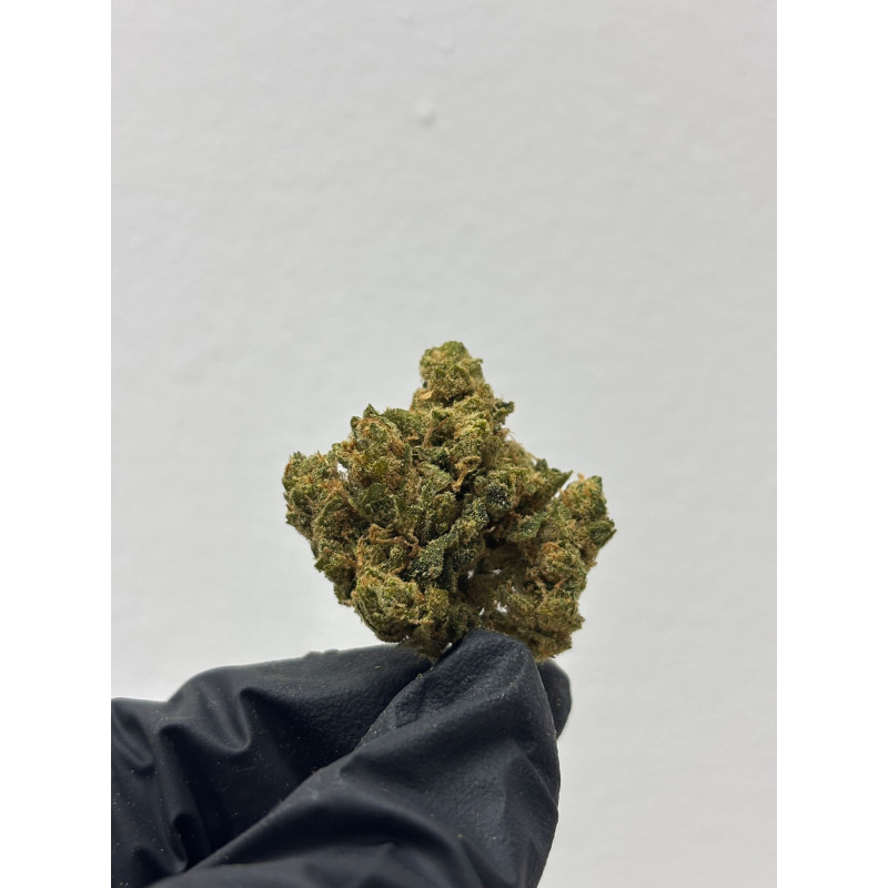 CBD Amnesia Haze Hidropónica | El Patrón Grow