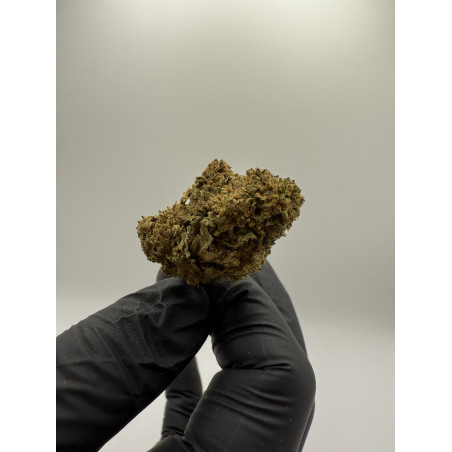 CBD Holland Haze | Flor Premium con Aroma Fresco y Herbal